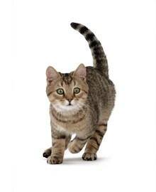 Immagine di un gatto