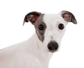 Immagine di un cane