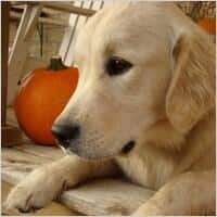 Immagine di un cane