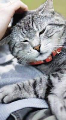 Gatto che dorme