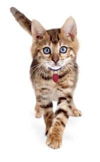 Gattino che cammina