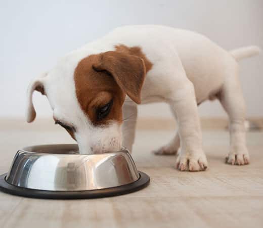 Cucciolo di Jack Russell Terrier mangia da una ciotola color argento.