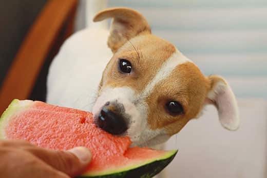 Jack Russell Terrier che mangia dell'anguria.