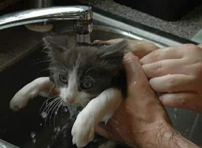 Gatto bianco e grigio viene lavato in un lavandino.