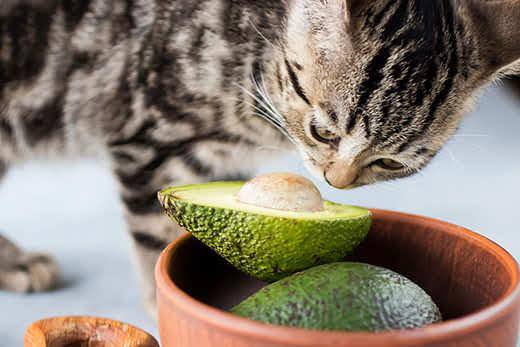 Gattino che mangia un avocado maturo. Soft focus.