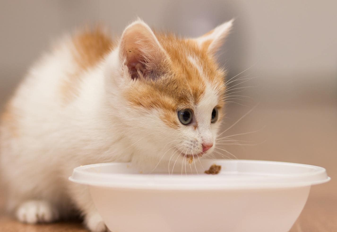 Gattino mangia da un piatto