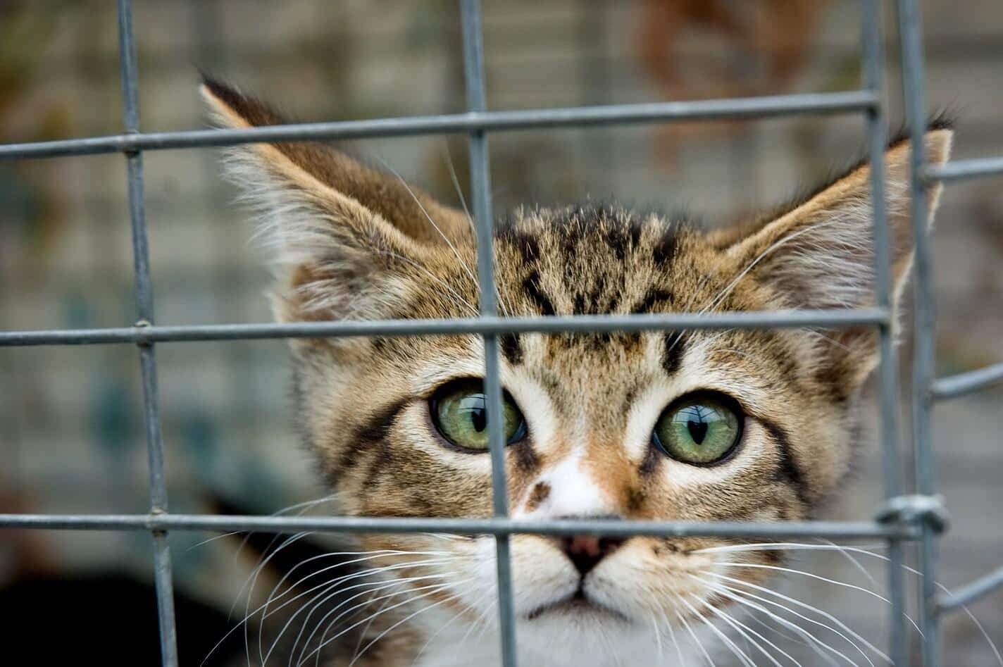 Un gattino dagli occhi verdi che guarda da una gabbia