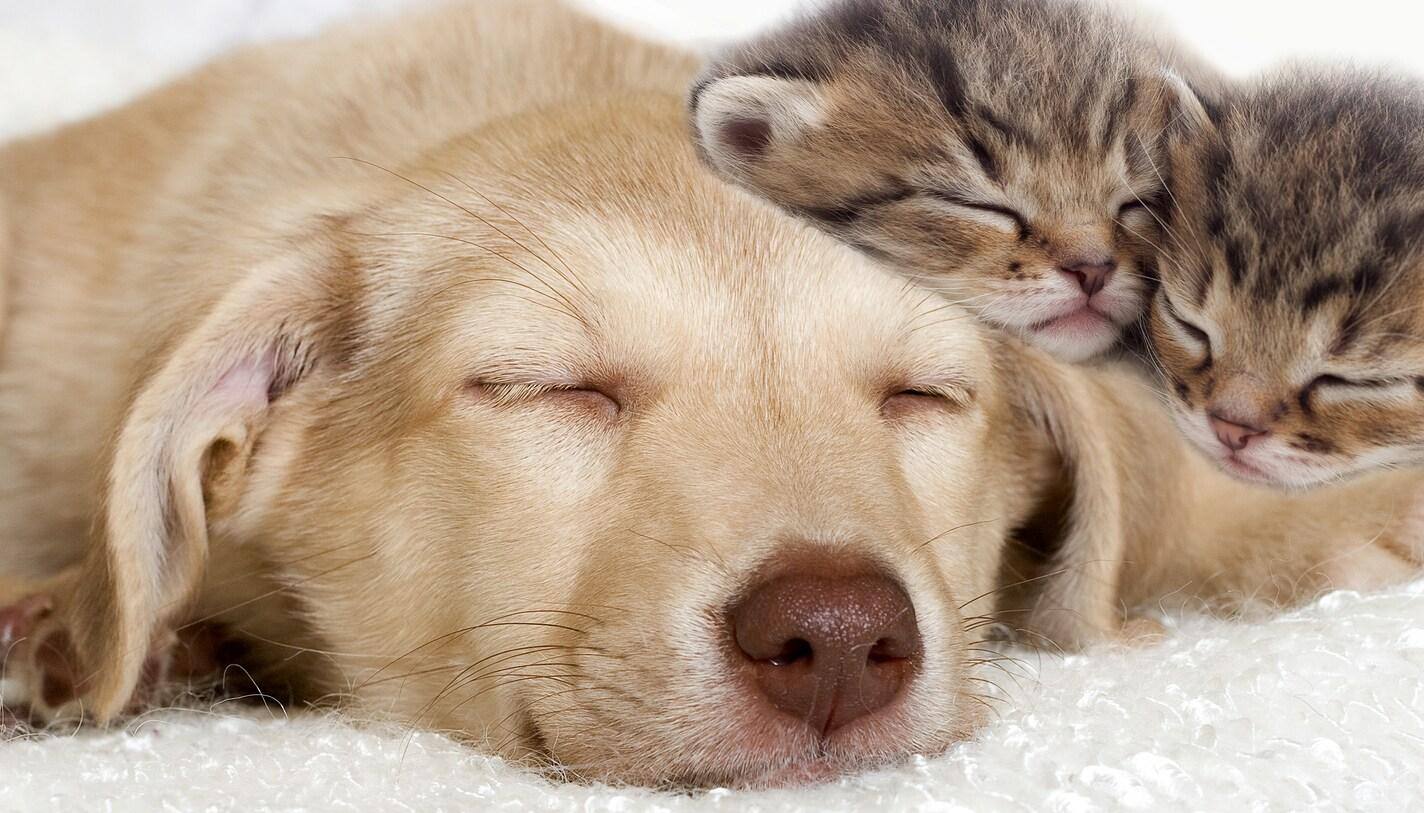 Cucciolo di labrador miele e gattini che dormono insieme