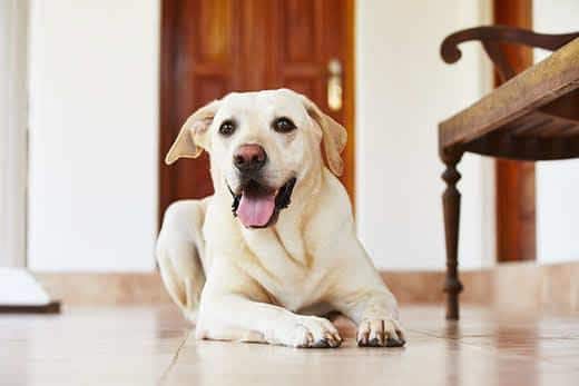 Labrador retriever sdraiato sul pavimento della sua casa.