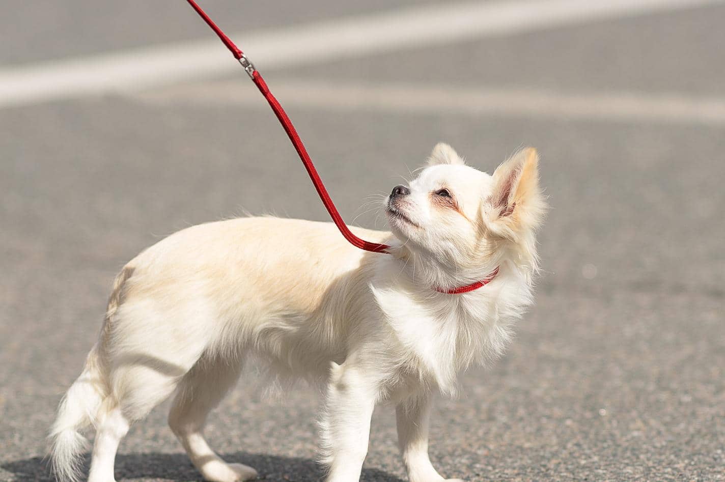 Chihuahua a pelo lungo al guinzaglio socchiude gli occhi al sole.
