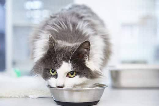Gatto a pelo lungo bianco e grigio che mangia dalla ciotola