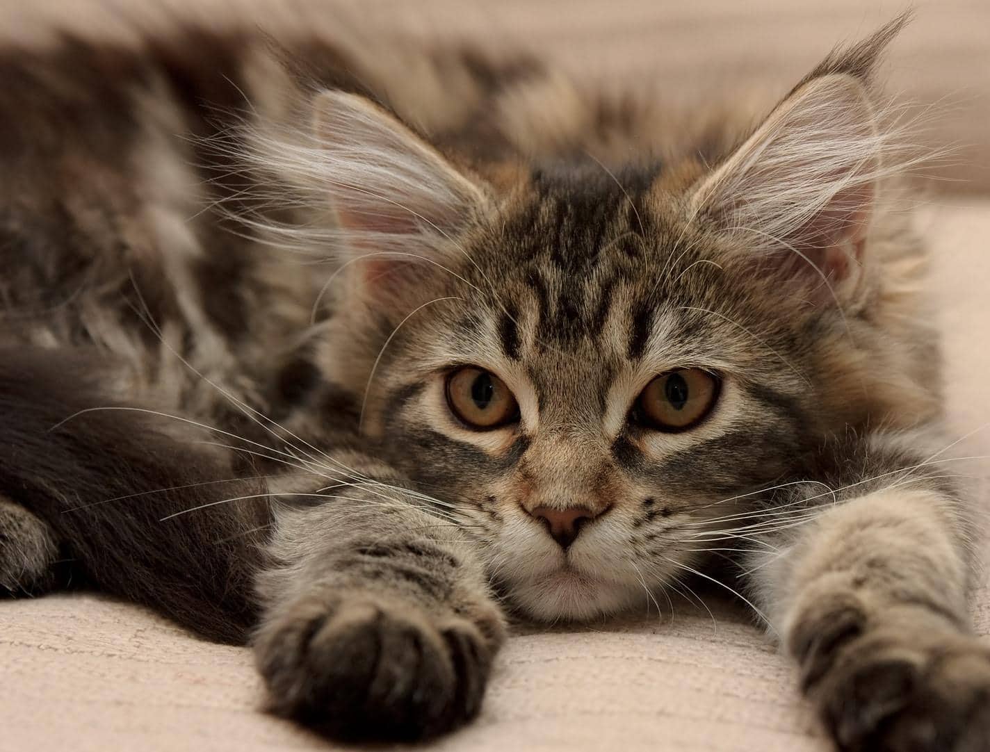 gattino maine coon sdraiato con le zampe distese in avanti