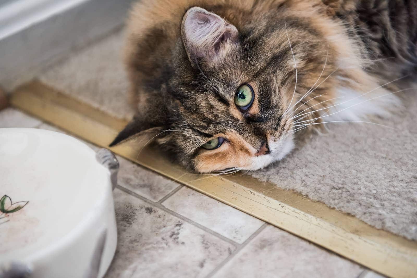 Maine Coon sdraiato vicino alla ciotola del cibo