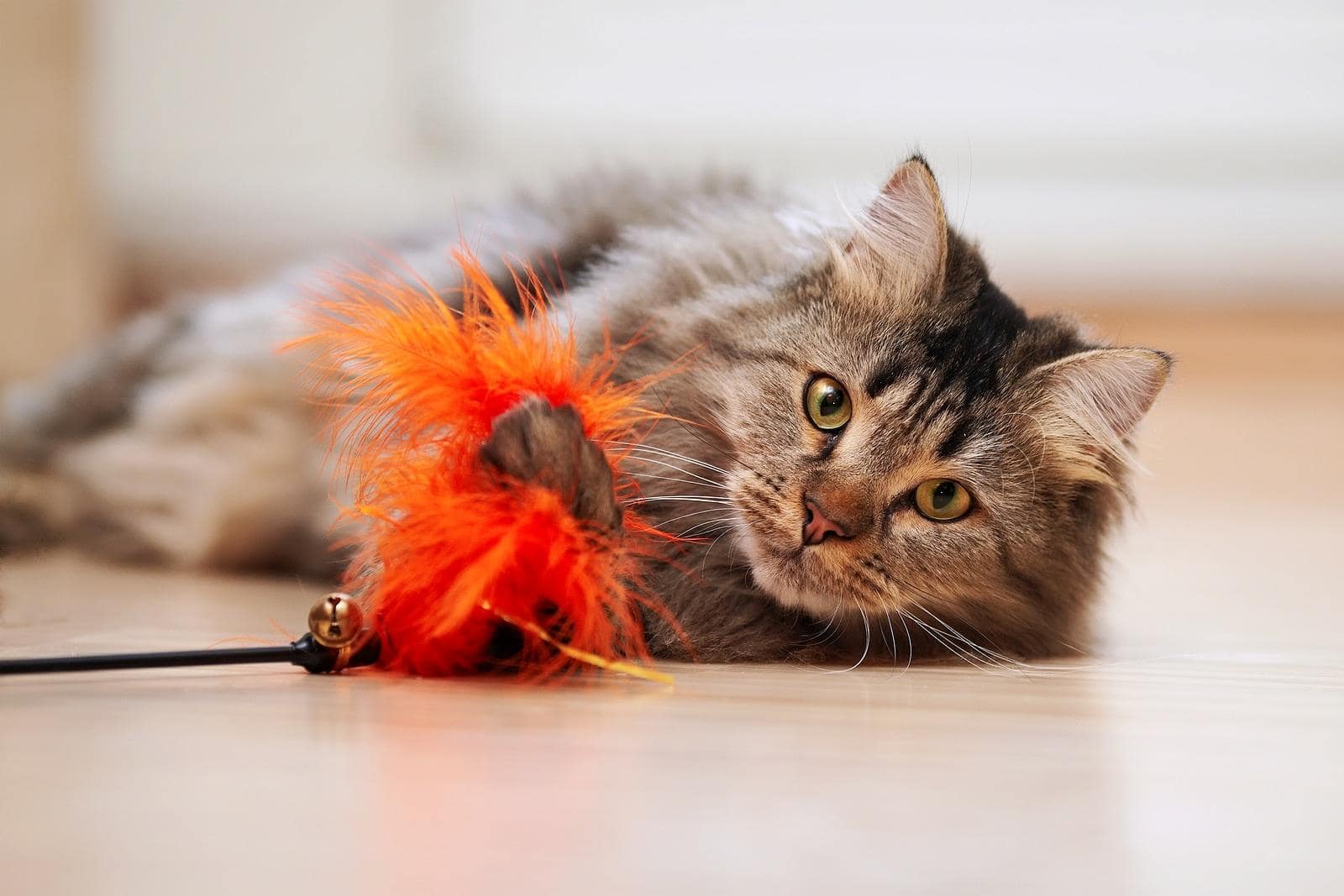 Maine coon gioca sul pavimento con un giocattolo arancione.