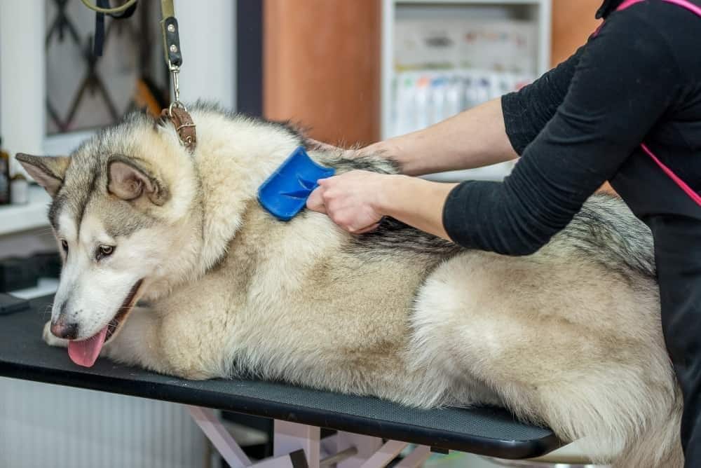 Alaskan Malamute in un salone di toelettatura professionale
