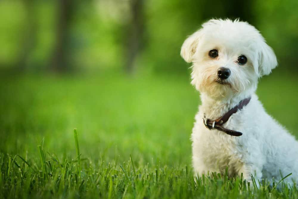 grazioso maltese seduto nell'erba