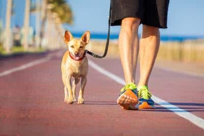Cane marrone di piccola taglia con collare rosso cammina al guinzaglio di fianco a un uomo sul lungomare.