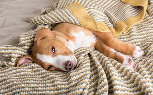Cucciolo meticcio sdraiato sul fianco, avvolto in una coperta a righe gialle e grigie.