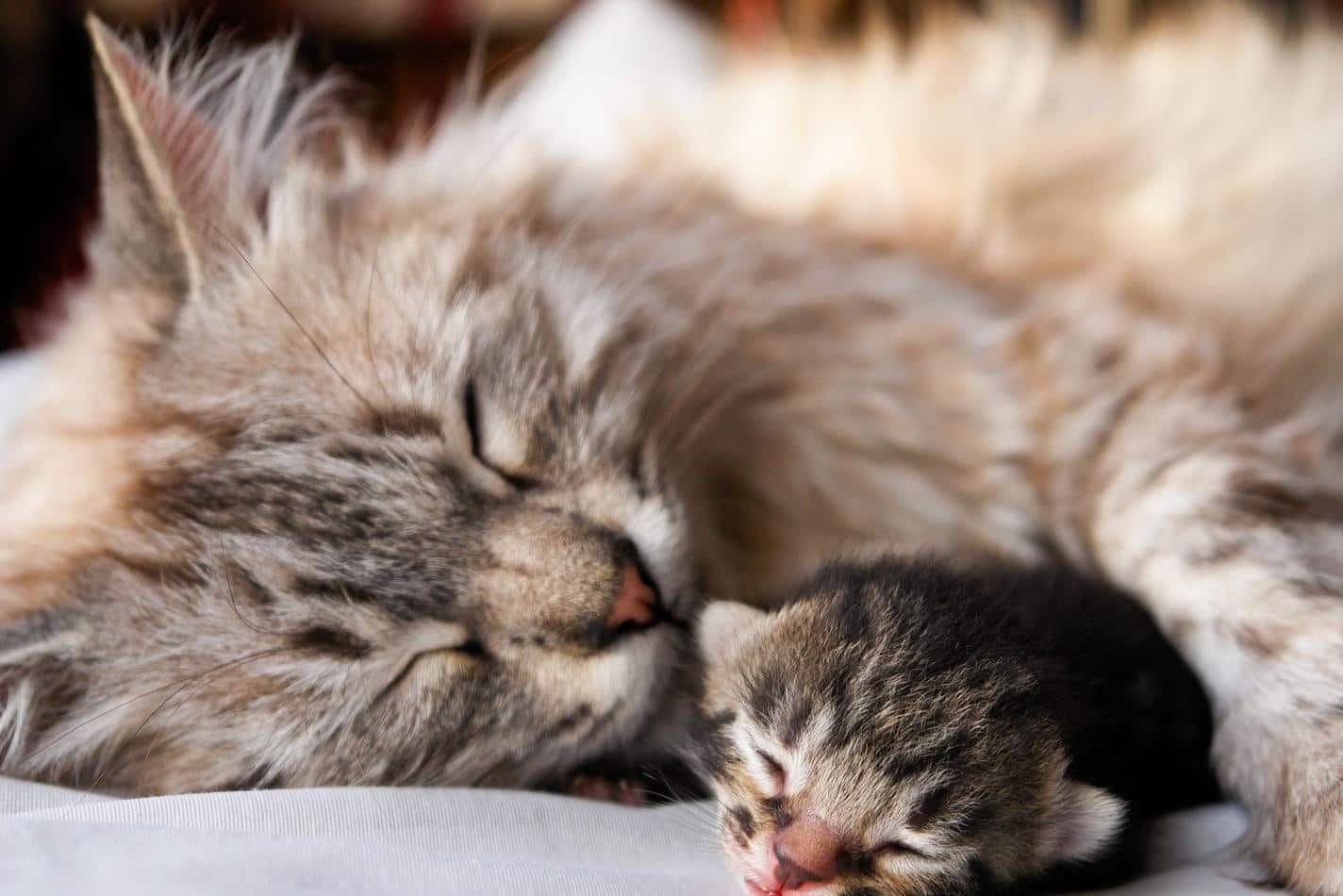 Mamma gatta a pelo lungo dorme con la zampa che avvolge un gattino appena nato.