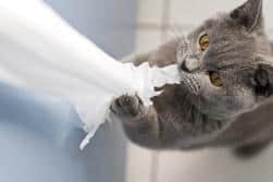 Gatto grigio che tira e morde la carta igienica.