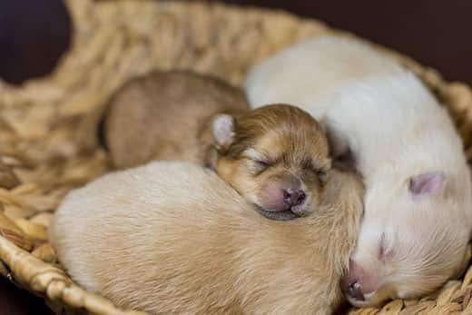 Cuccioli neonati di volpini di Pomerania che dormono insieme in un cestino.