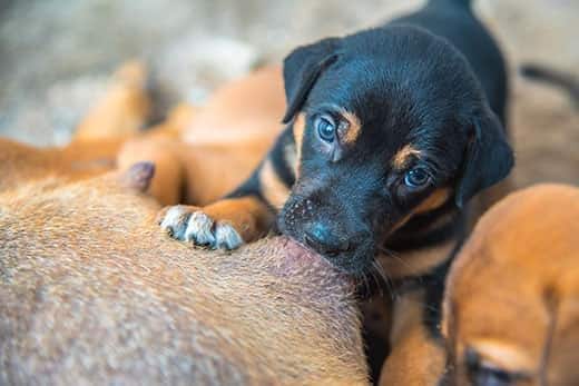 Cuccioli neonati che prendono il latte dalla mamma.