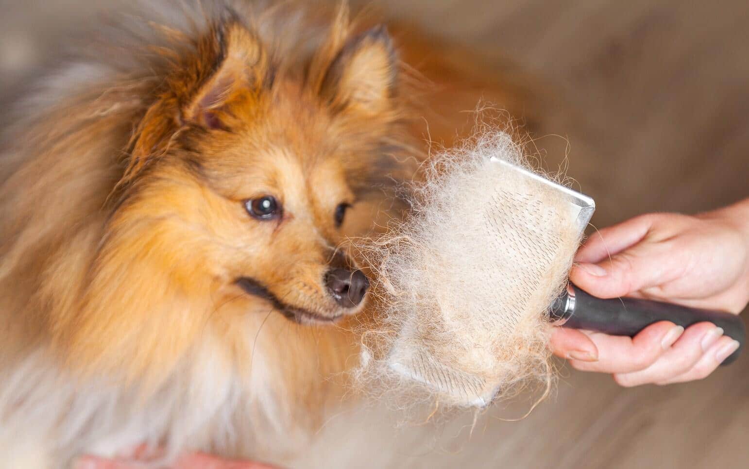 Cane a pelo lungo arancione e bianco che viene spazzolato.