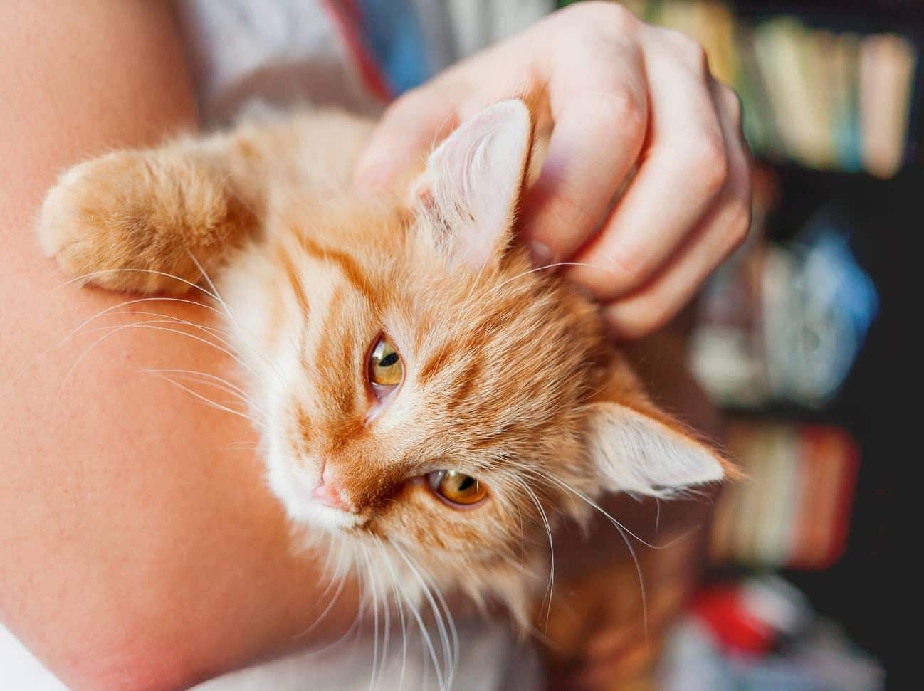 Gatto rosso a pelo lungo in braccio
