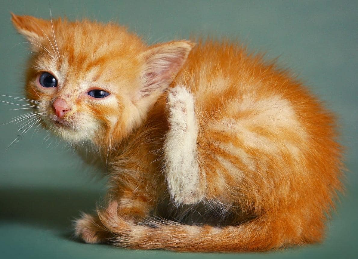 Gattino arancione si gratta l'orecchio con la zampa.