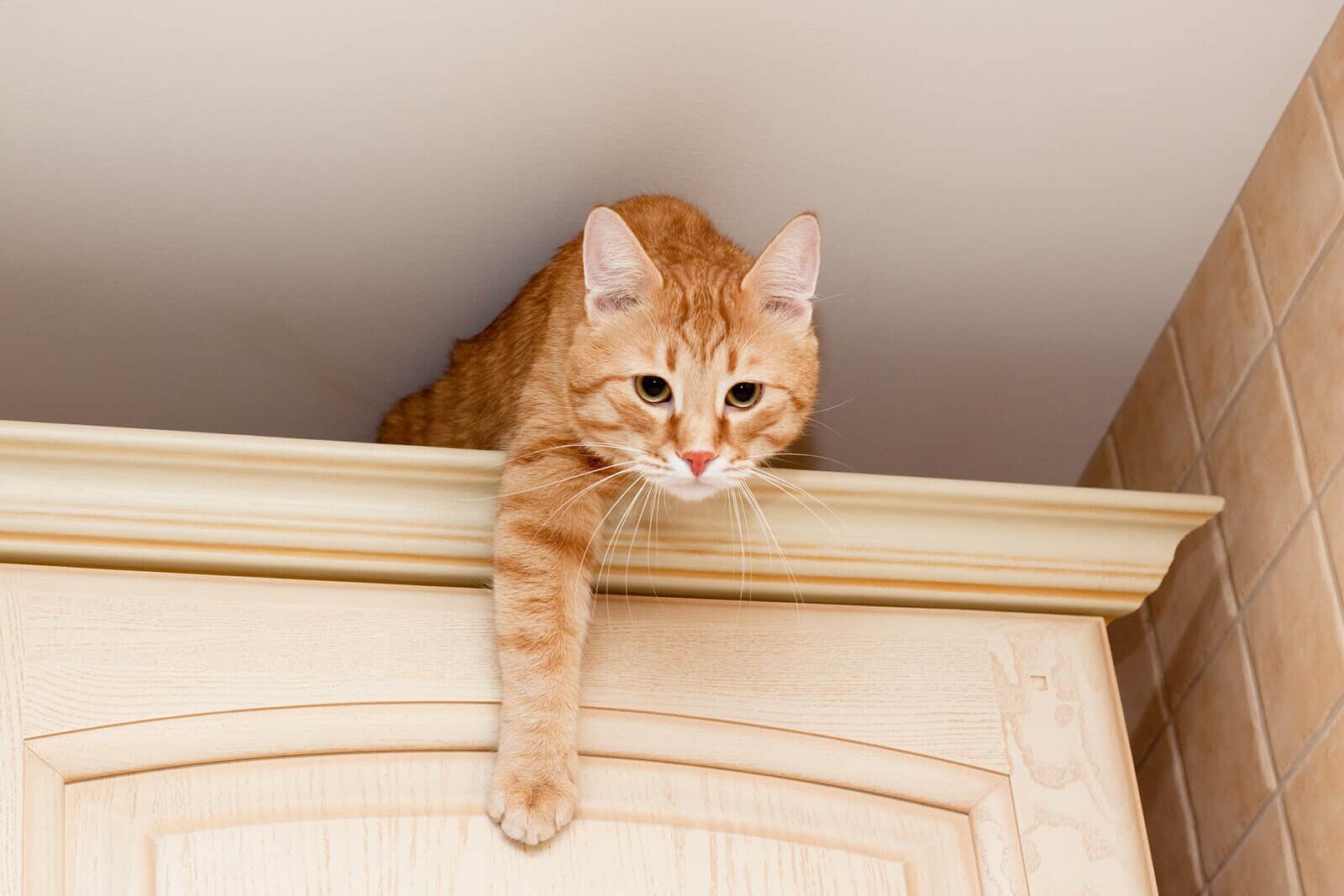  giovane gatto rosso in cima a un pensile da cucina.