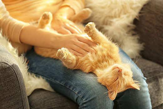 Gatto rosso tigrato sdraiato sulla schiena nel grembo di una donna che lo accarezza sul petto