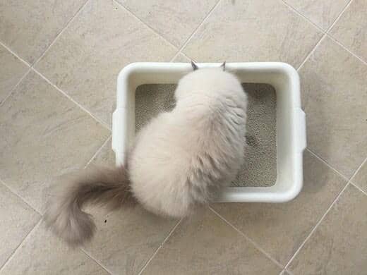 Gatto persiano in una lettiera bianca sul pavimento. 