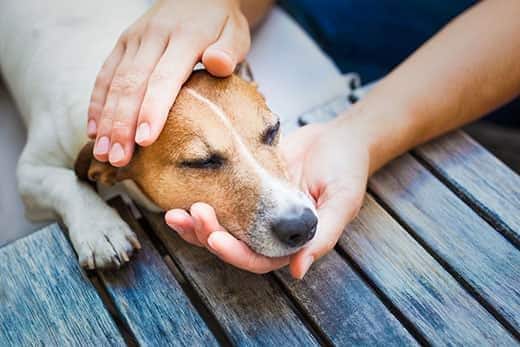 Persona che tiene la testa di un Jack Russell su una pedana.