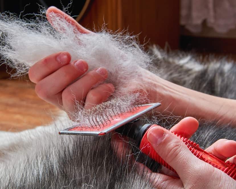 Persona che spazzola un cane che perde grossi ciuffi di pelo
