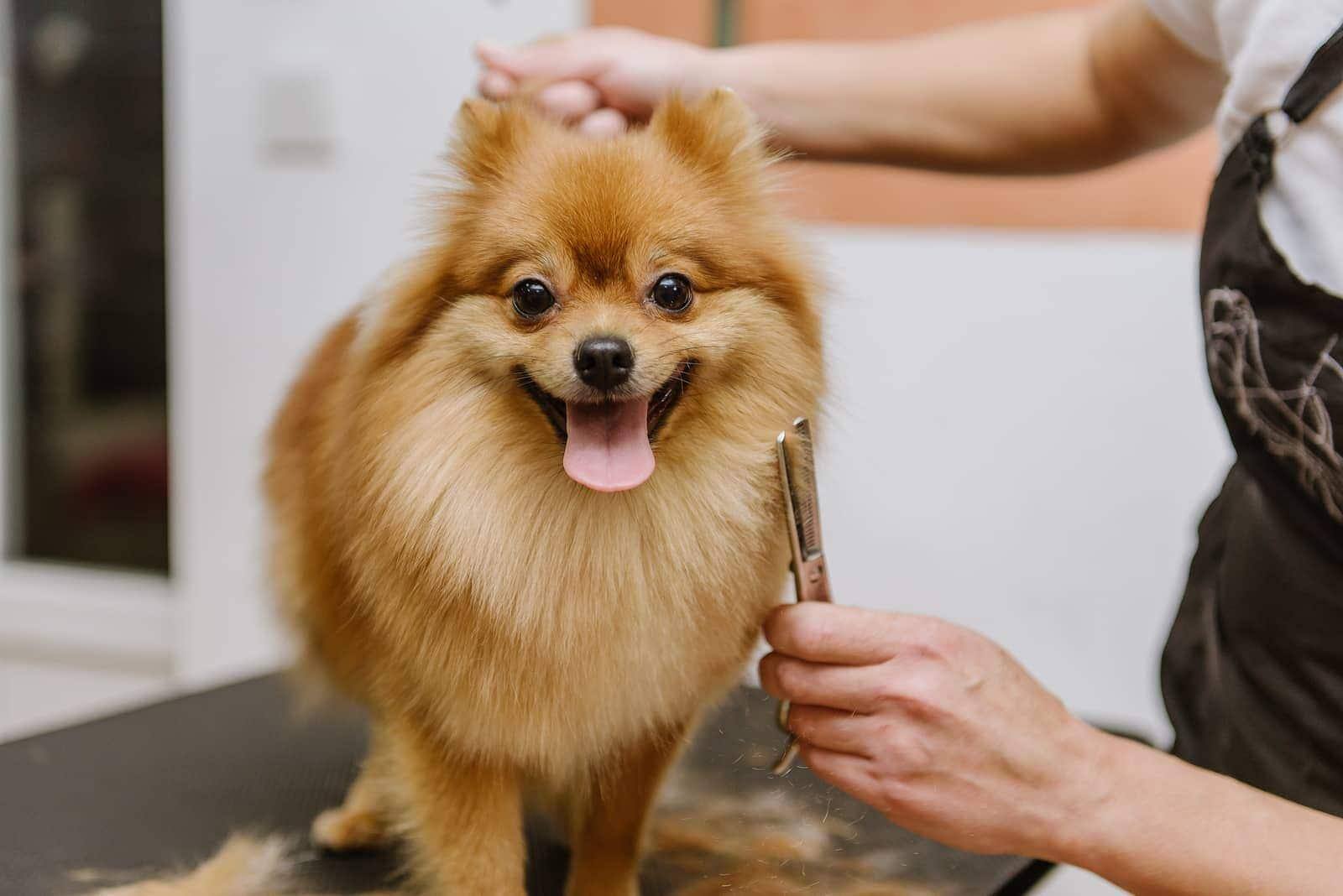 Pomerania biondo viene spazzolato