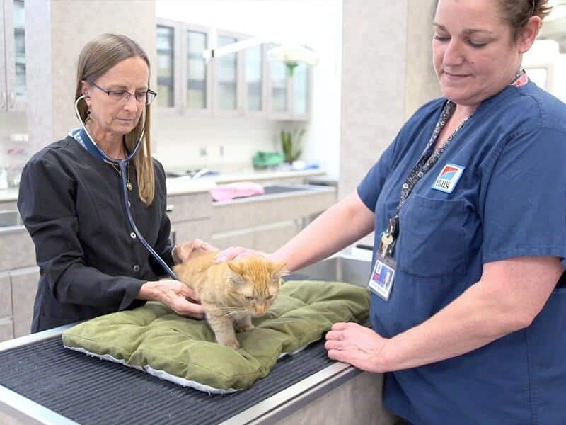 Veterinaria e assistente esaminano un gattino arancione sul tavolo.
