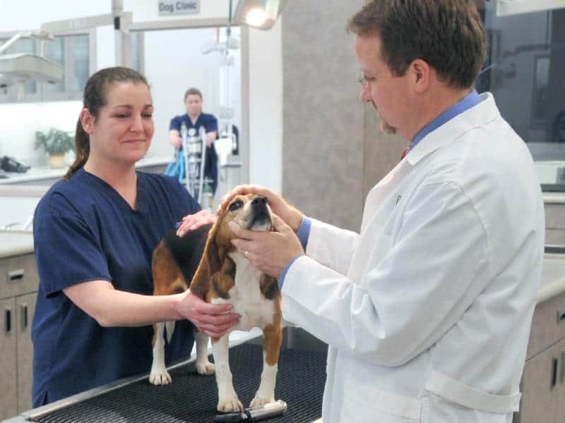 Veterinario e assistente esaminano un beagle sul tavolo.