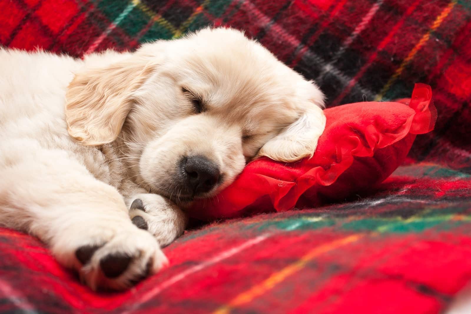 Cucciolo di Golden retriever addormentato su una coperta di flanella rossa.