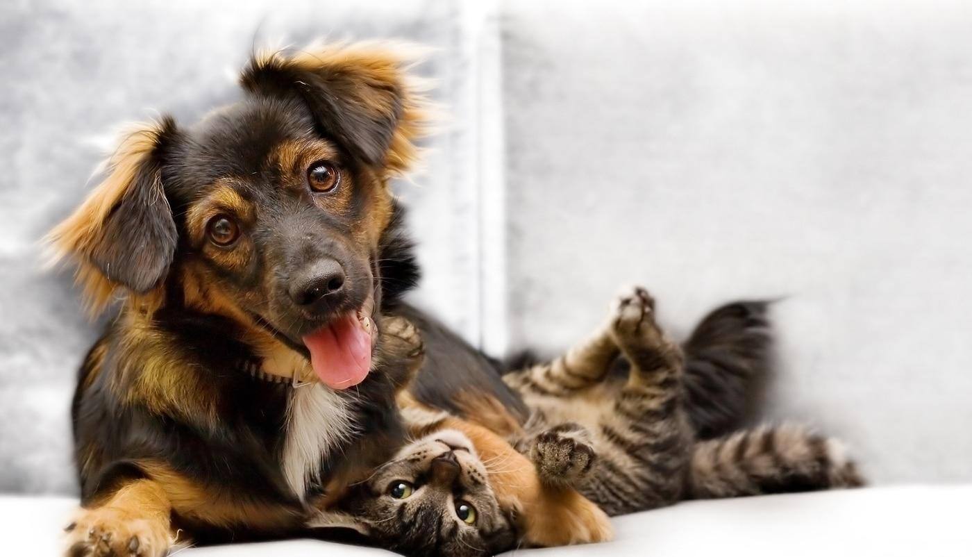 Cucciolo di cane e gattino che giocano su un divano