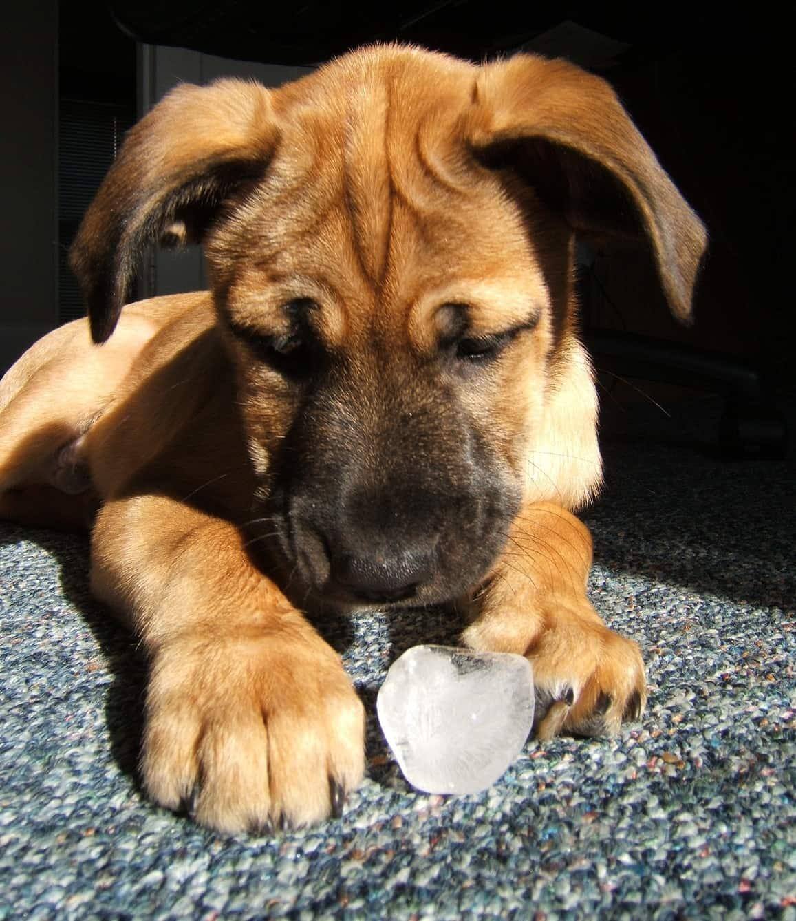 puppy-licking-ice-cube-SW Puppy playing with an ice cube