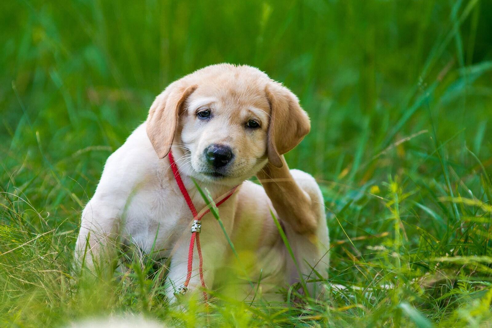 Cucciolo di Retriever si gratta le pulci nell'erba