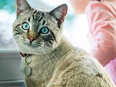 Gatto soriano si avvicina a una donna sul bracciolo di un divano con una coperta verde e bianca.