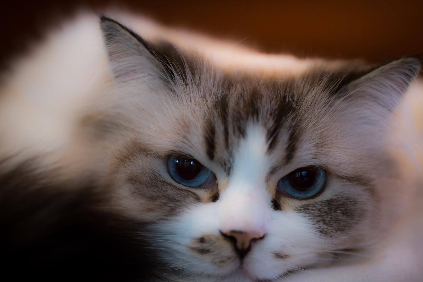 Bel gatto Ragdoll con grandi occhi blu.