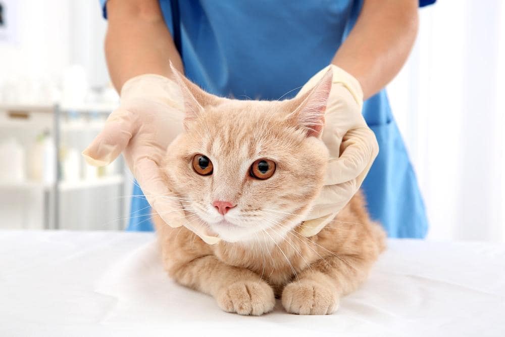 Gatto rosso tigrato dal veterinario