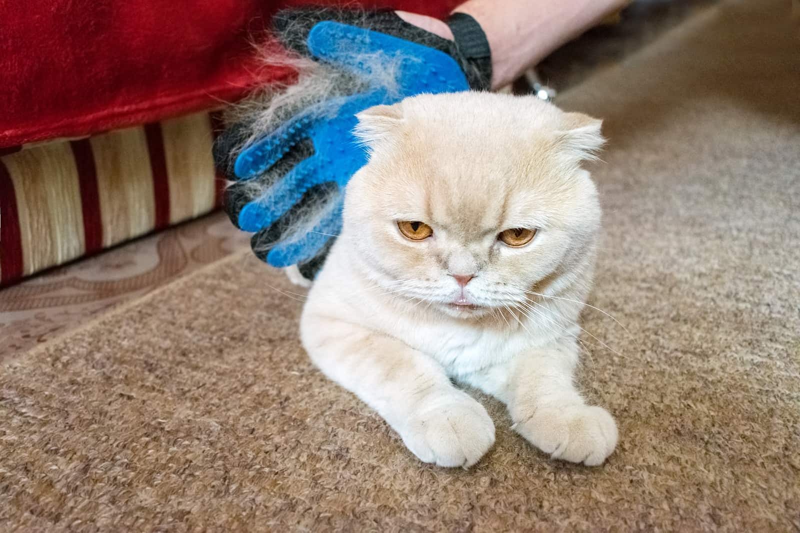 Guanto in gomma che rimuove il pelo in eccesso su un gatto.