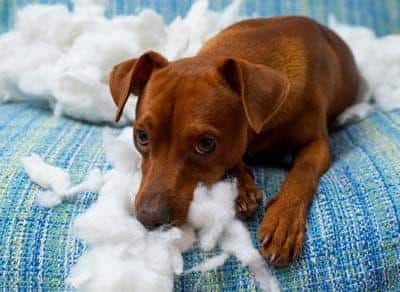 Un cagnolino marrone su un divano azzurro sembra dispiaciuto dopo aver rotto un cuscino.