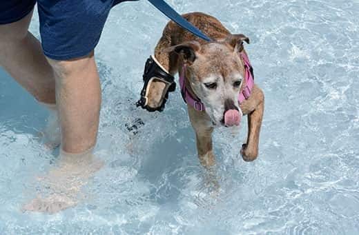 Boxer meticcio anziano con muso bianco che indossa un tutore ortesico per nuotare in piscina.