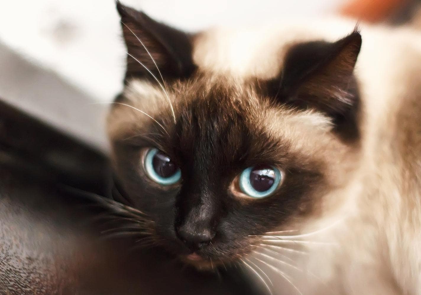Gattino siamese dagli occhi blu.