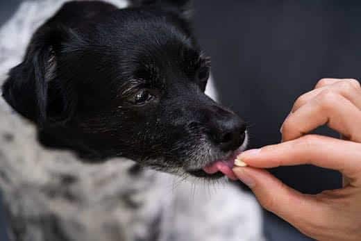 Piccolo cane bianco e nero che lecca una pillola da una mano.