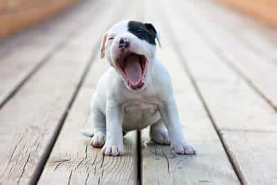 Un cucciolo di American Staffordshire Terrier bianco con una macchia nera intorno a un occhio sbadiglia seduto su delle assi di legno